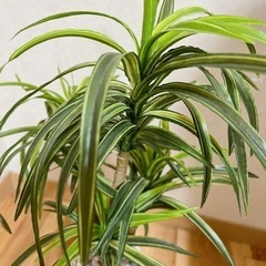 【美品】人工観葉植物 造花  縦60cmの画像