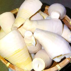 【農家直送】掘り立て下茹で済み筍をその日の内に【たけのこ地産地消便】 − 長崎県