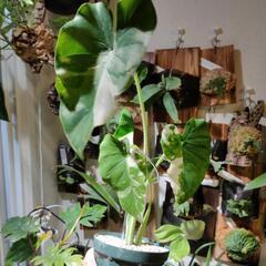 価格相談可🌱クワズイモ　斑入り