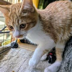 3兄弟猫の飼い主さん（茶トラ）★譲渡完了