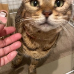 先住猫と相性が悪く里親さん探してます − 三重県