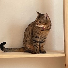 先住猫と相性が悪く里親さん探してます - 里親募集