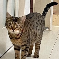 先住猫と相性が悪く里親さん探してます - 猫