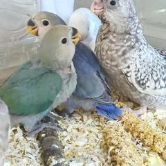 コザクラインコ　ブルー　バイオレット