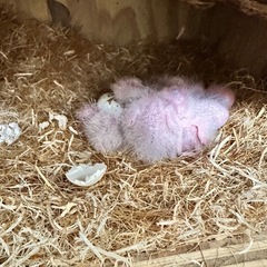 ウロコインコシナモン雛🐣ご予約受付中！