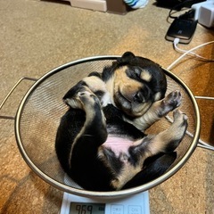 産まれたの子犬　里親募集