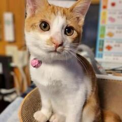 里親決定🌸茶トラのスリゴロ子猫🌸②