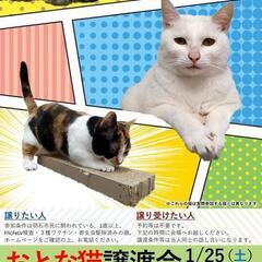 おとな猫譲渡会inあかし動物センター
