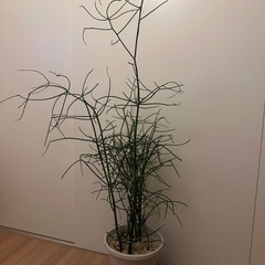 観葉植物　ミルクブッシュ 