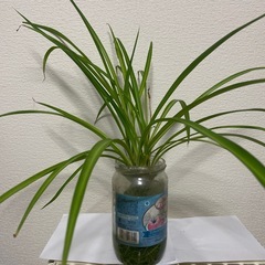 青オリヅルラン   原種オリヅルラン オリヅルラン  　水栽培
