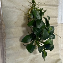 決定　極良品　無農薬アヌビアスナナ・プチの画像