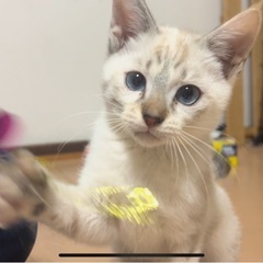 【生後2ヶ月 子猫 里親募集中です！】