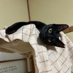 (家族が決まりました)🐈‍⬛可愛い黒猫ちゃん
