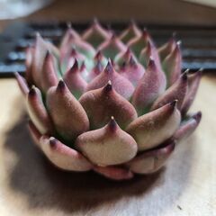 アームストロング多肉植物☆韓国苗☆の画像