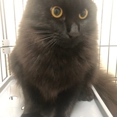 黒猫