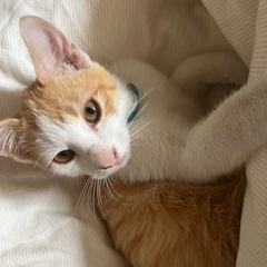甘えん坊の茶トラちゃん