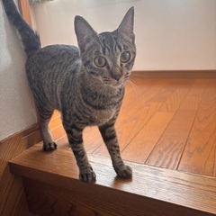 キジトラ　甘えたな女の子😸