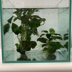 アヌビアスナナ  大きめ3株