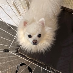 ポメラニアン６歳2頭同時里親希望