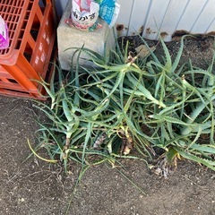 木立アロエ