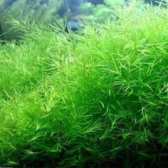 【水草】ナヤス（一掴み分）※無農薬の画像