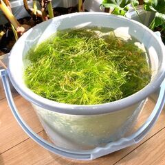 【水草】ナヤス（一掴み分）※無農薬の画像