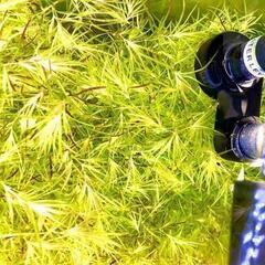 【水草】ナヤス（一掴み分）※無農薬の画像