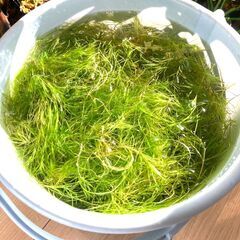 【水草】ナヤス（一掴み分）※無農薬の画像