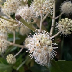 ヤツデの花