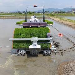 新米‼️令和6年「風さやか」白米10㎏