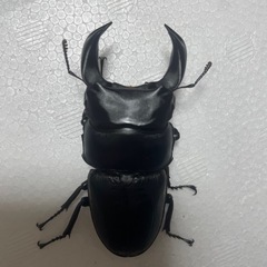 ホペイオオクワガタペア