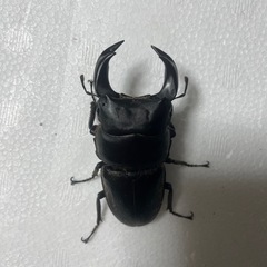 ホペイオオクワガタペア