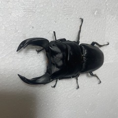 極太ホペイオオクワガタペア