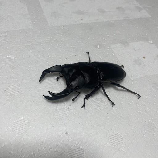 極太ホペイオオクワガタペア