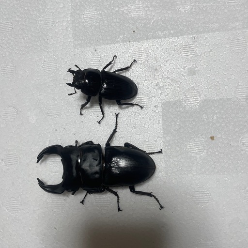 極太ホペイオオクワガタペア