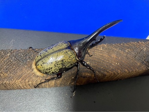 ヘラクレスオオカブトペア