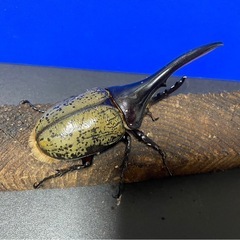 ヘラクレスオオカブトペア