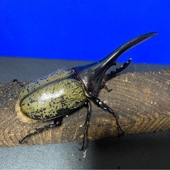 ヘラクレスオオカブトペアの画像