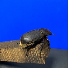 ヘラクレスオオカブトペアの画像