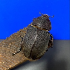 ヘラクレスオオカブトペアの画像