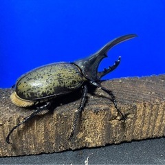 ヘラクレスオオカブトペアの画像