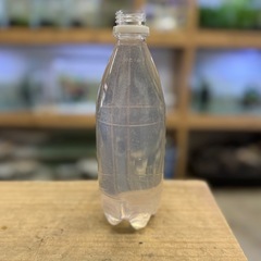 【ゾウリムシ】500ml  生体 種水 メダカの針子稚魚の餌 