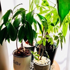 観葉植物