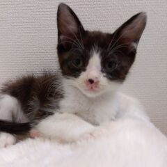 生後2か月半　黒白男の子里親さん募集します🐈