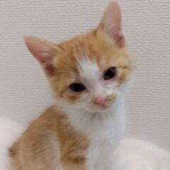 生後1か月半　茶白男の子②里親さん募集します🐈（お話し中）