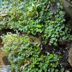 アクアリウム水草カット