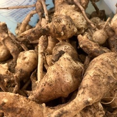 菊芋　農薬不使用の画像