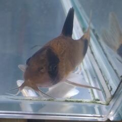 パンダコリドラスお譲りします
