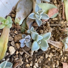 多肉植物が必要です。どなたか分けてください。