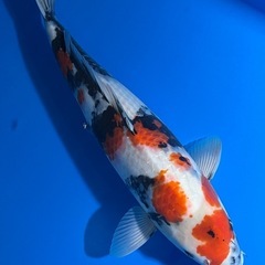 綺麗　錦鯉　2歳野池上がり　昭和三色　大正三色などの画像